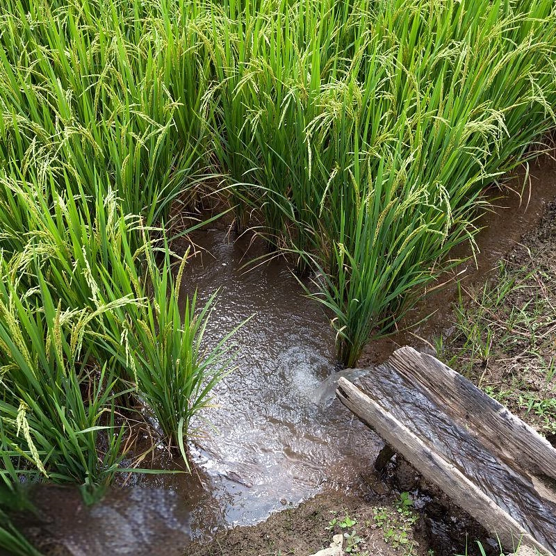 How do agricultural irrigation systems work?